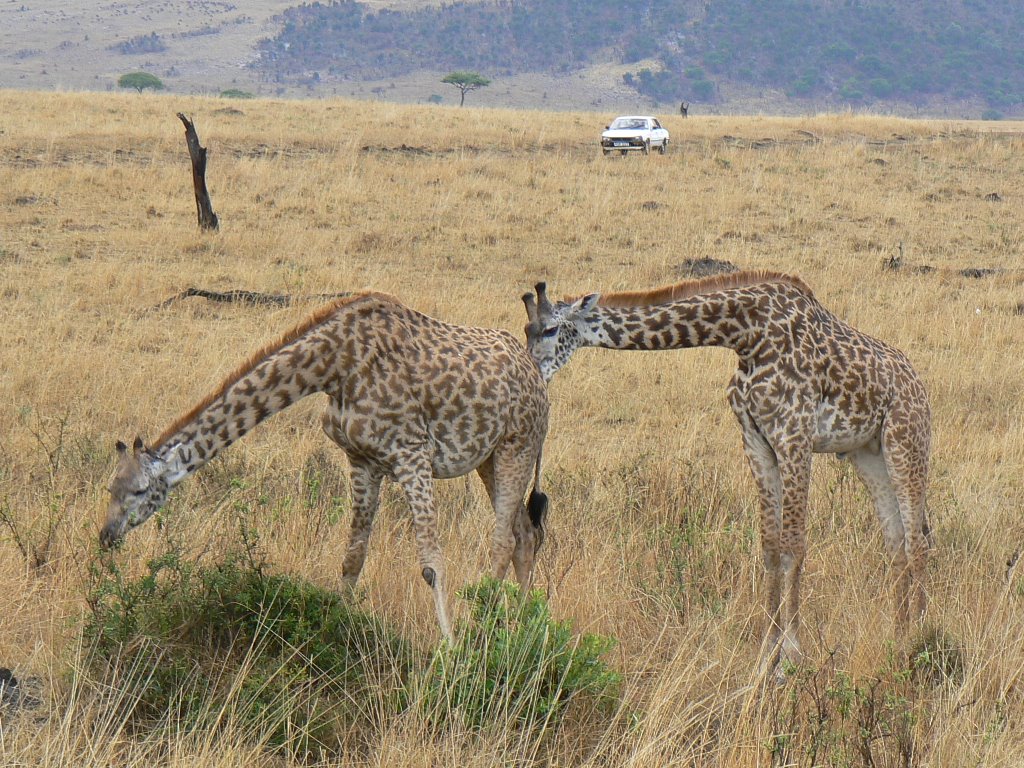 Masai Giraffe by Phil Hassler