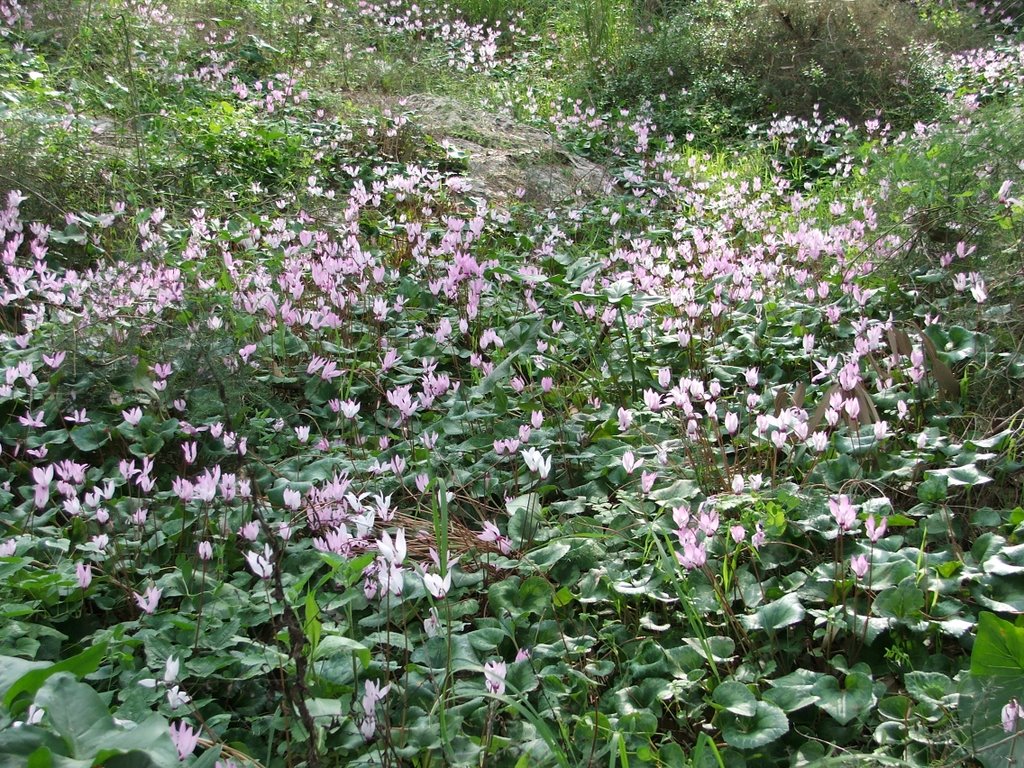 Percian cyclamen (Cyclamen persicum) bloom by Yehiam Salts