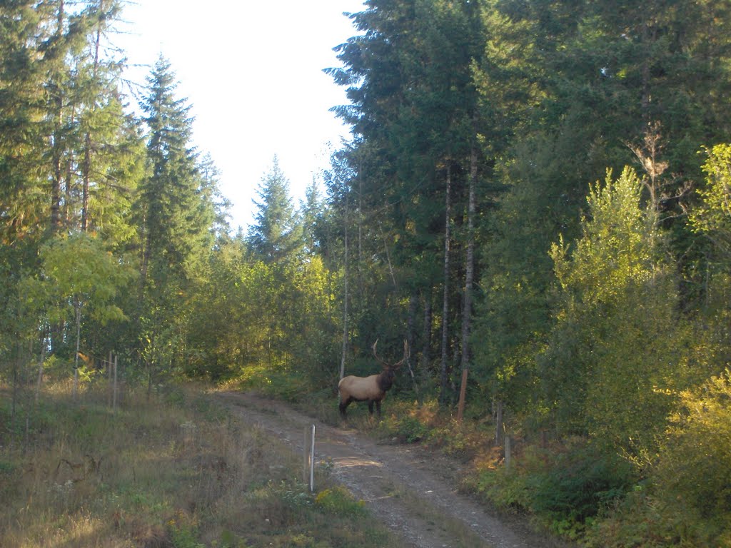 Buck Elk by claytunes