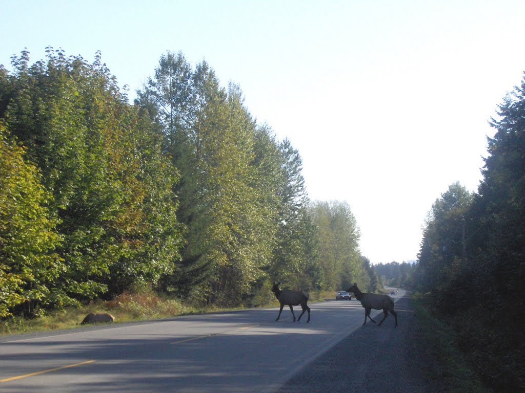 Elk crossing highway 18 by claytunes