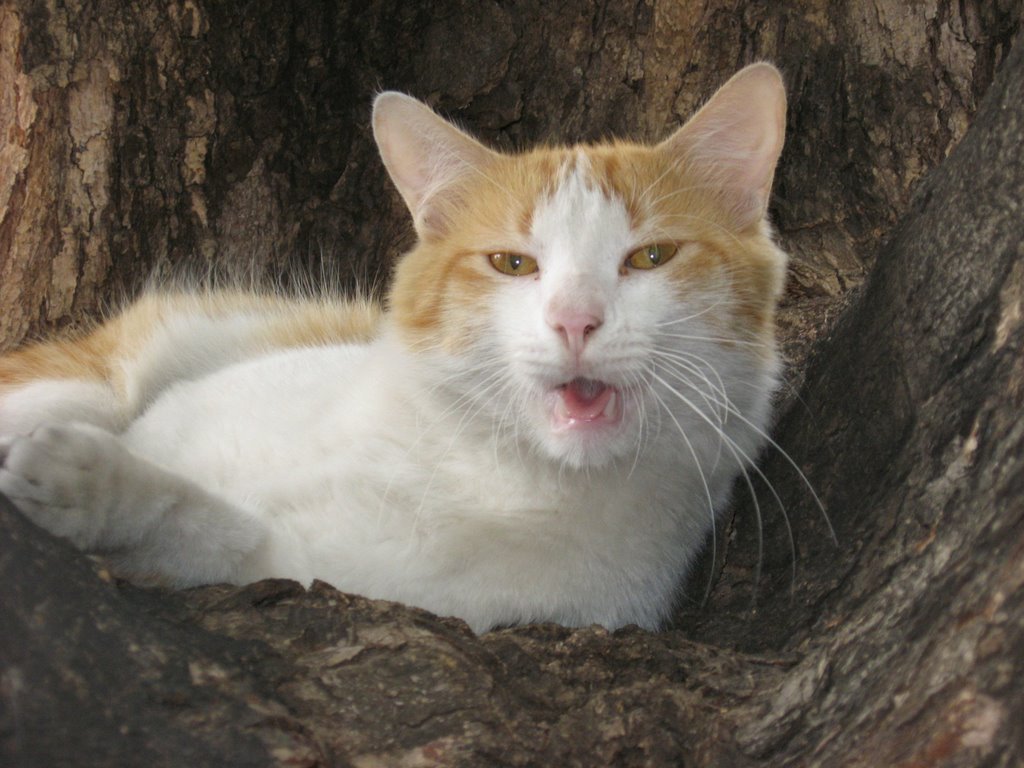 Consentido en el árbol by Silvano Pabón Villam…