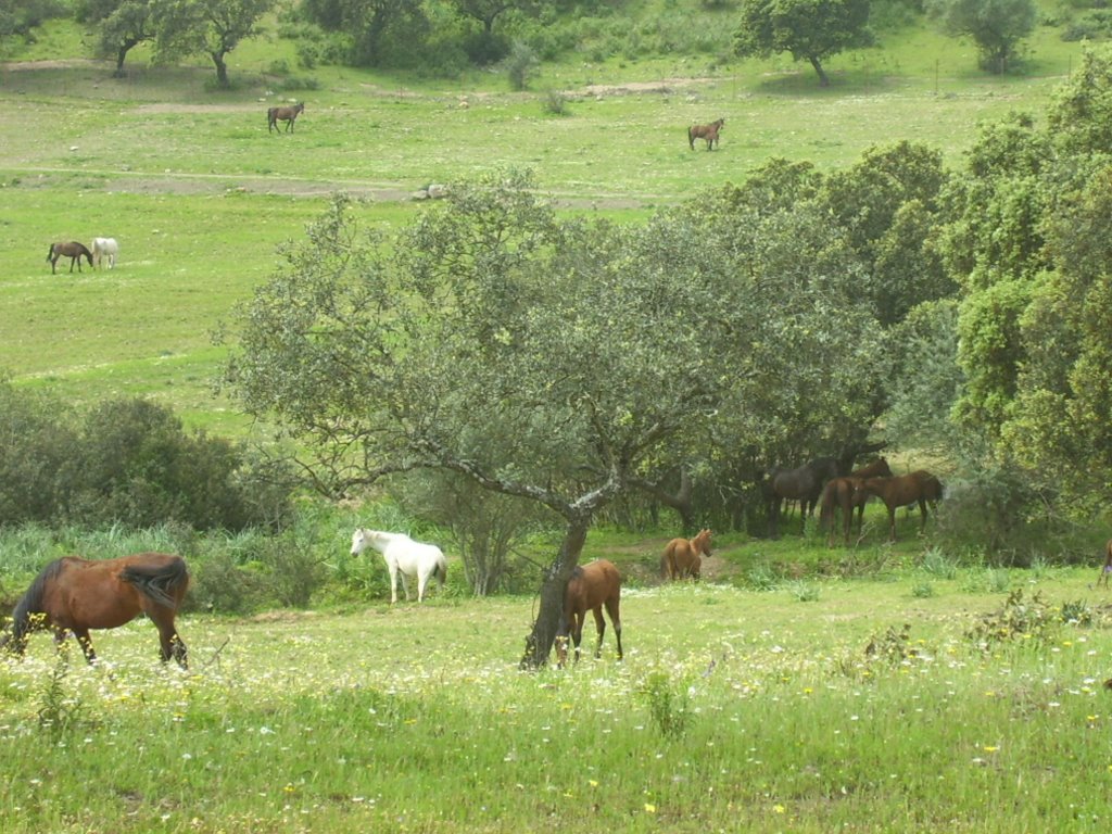 Caballos by Telesforo Martínez