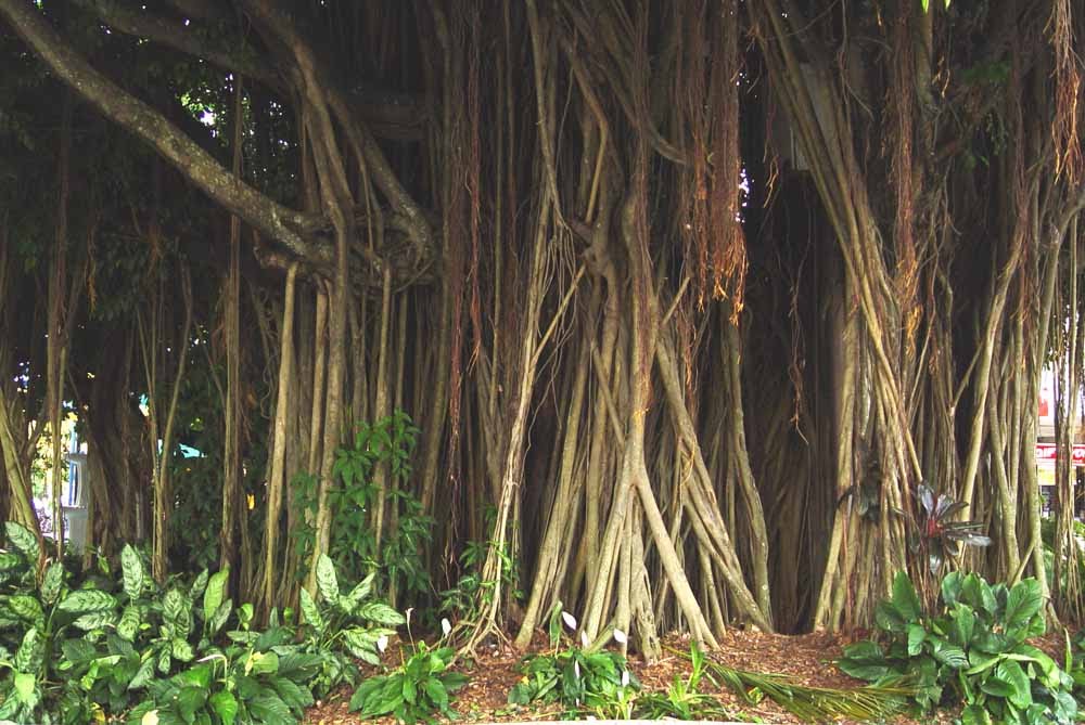 Mangroves tree, at central Cairns by alvaro espinel