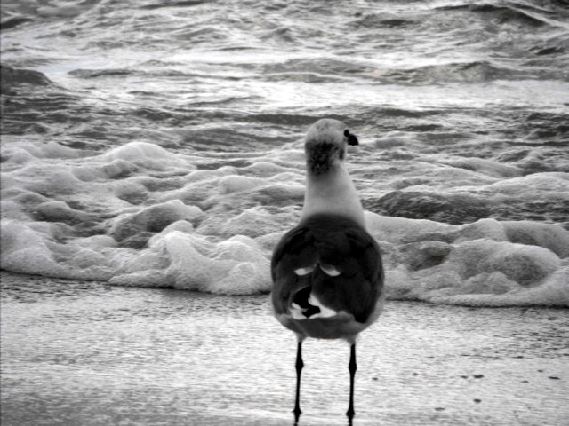 Madeira beach, fl by Arnold Pinto