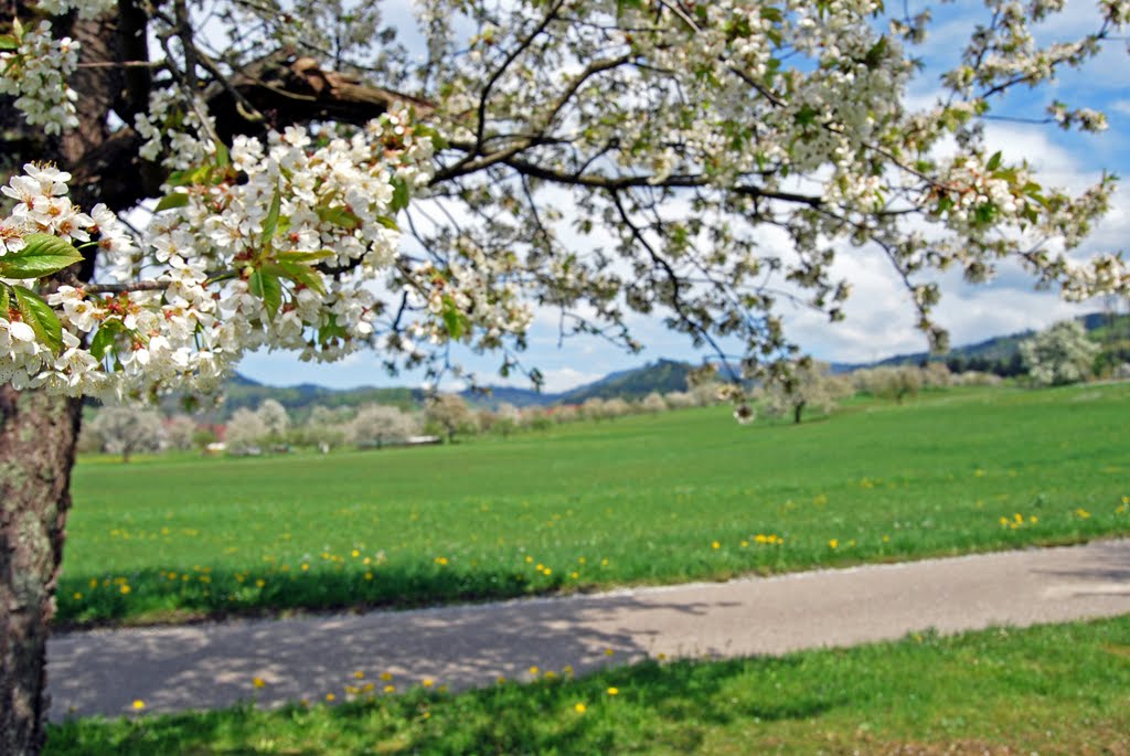 Frühling in Reichenbach by Gargolla