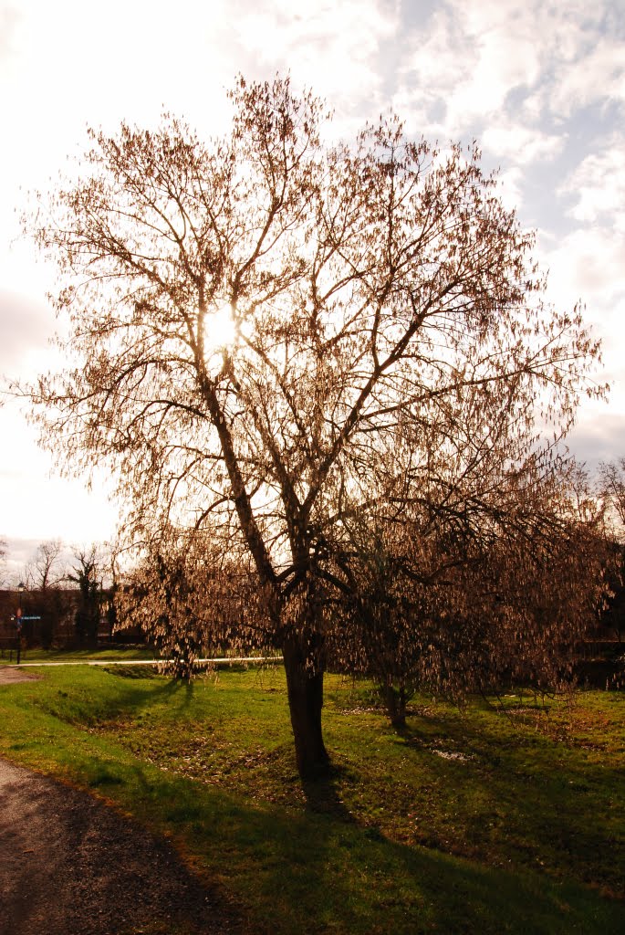 Baum in Gegenlicht by der_HifiFreaK