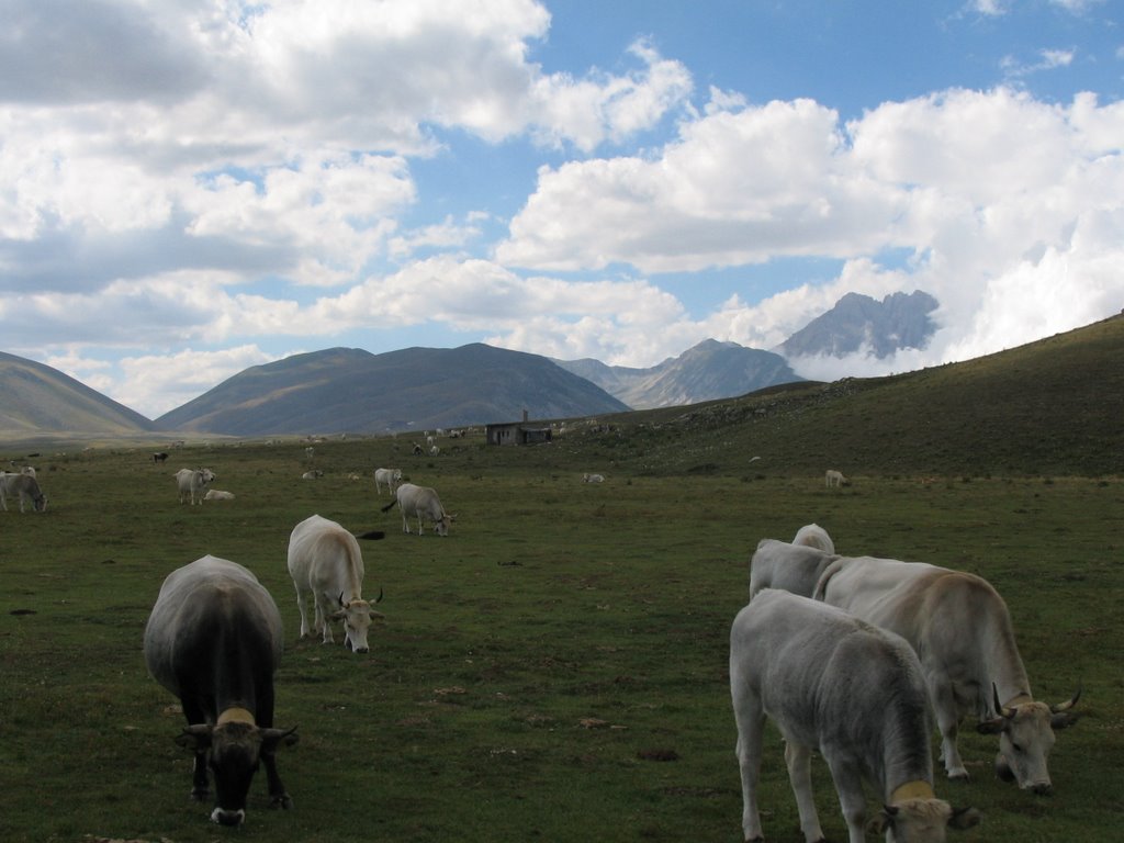 Mucche al pascolo a Campo Imperatore by Iolanda Di Simone