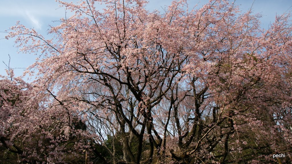 六義園 しだれ桜 by pechi