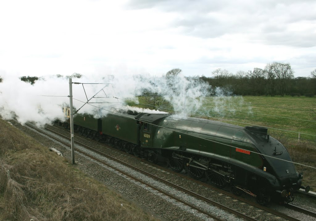 A4 'Bittern' 27th March 2010 by courtneyfish