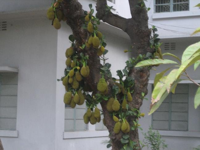 Jack Fruits Tree in Dhaka, National Fruits of Bangladesh by kaikobad