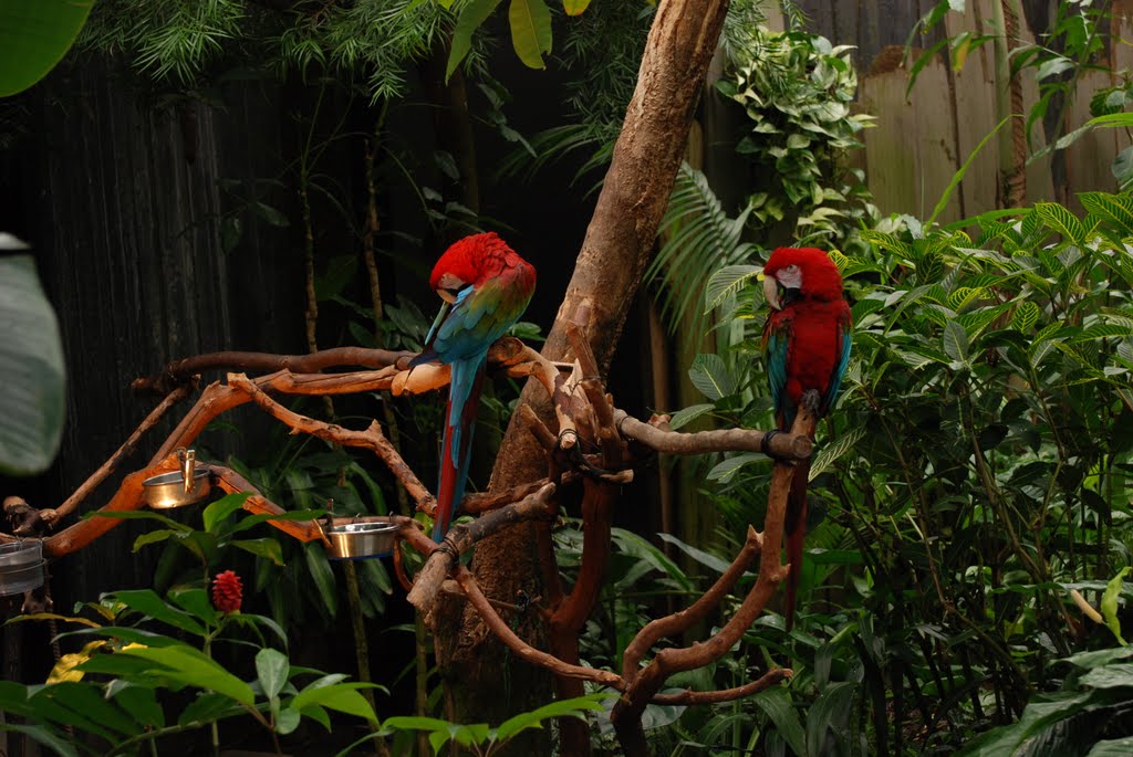 Birds of Bloedel Conservatory by Conrad Nay