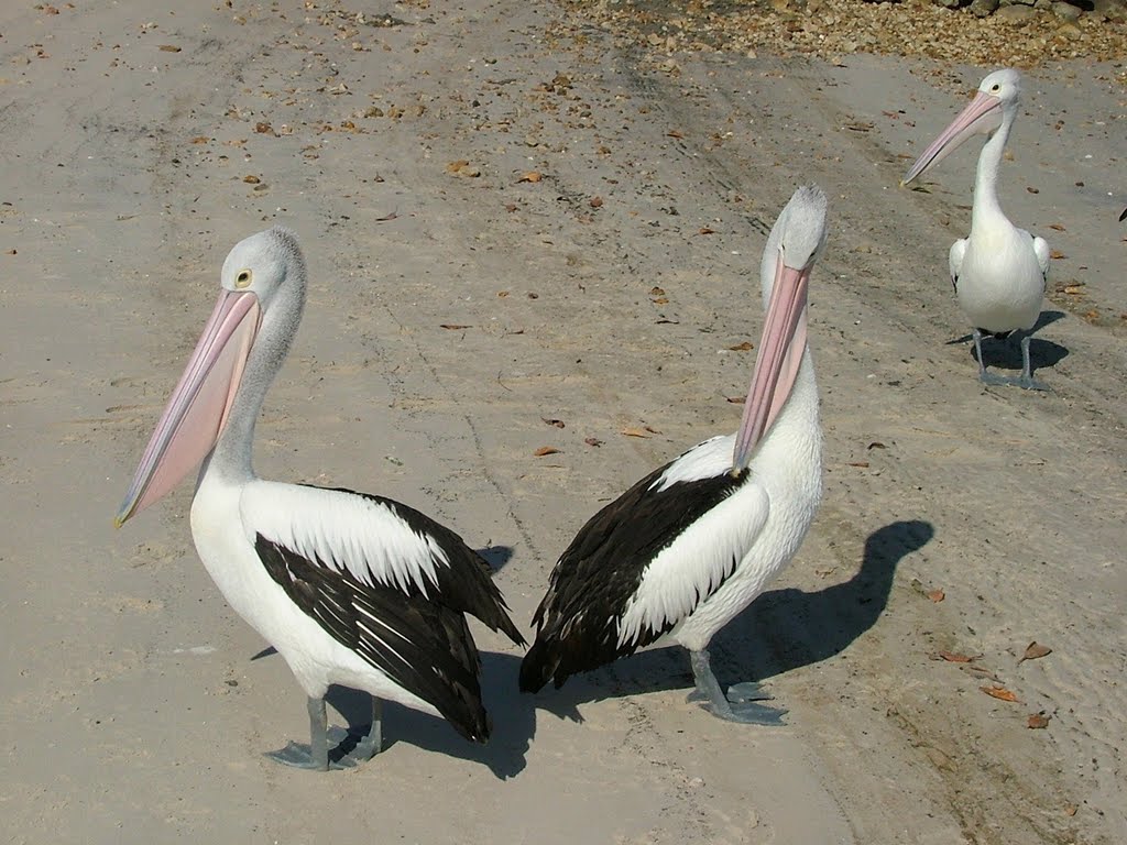 PELICANS by DONALD