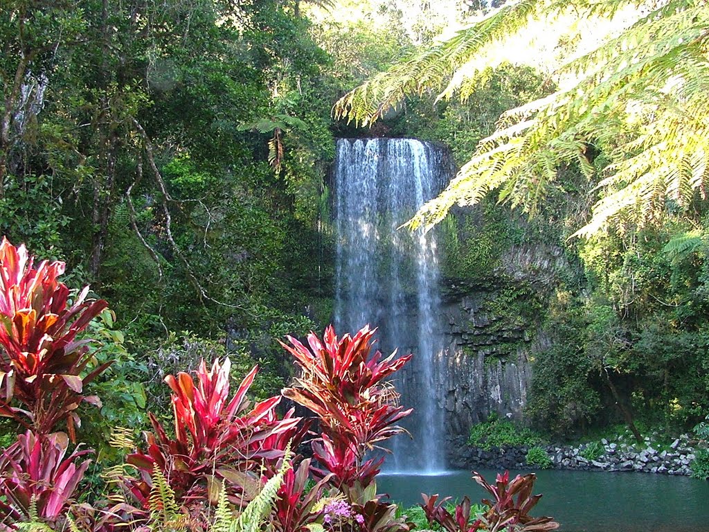 MILLAA MILLAA FALLS by DONALD