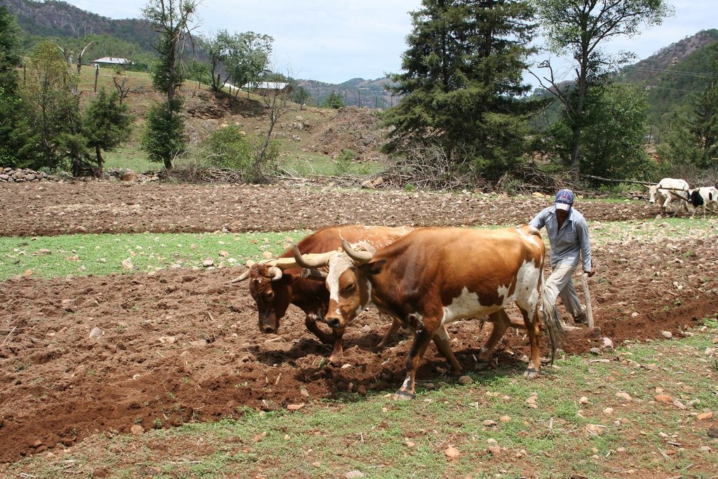 Agricultura de Tarahumaras by Chihuahua Picture