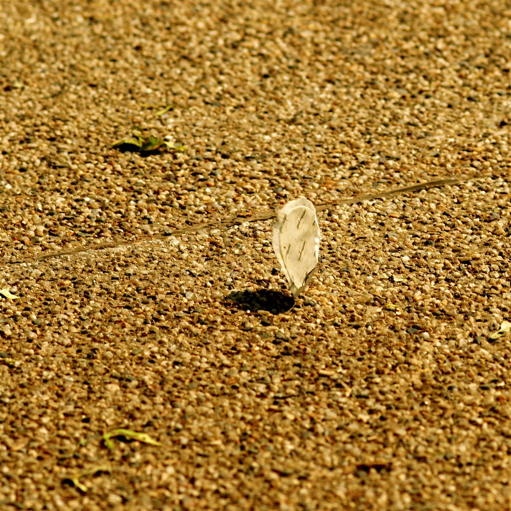 IMG_8887 Ice Cream Plastic Seeler Blown By The Wind by ©Toodleberry