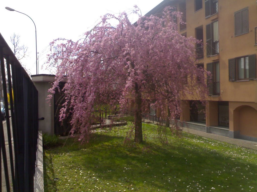 L'albero del vicino è sempre il più bello by angelo contrafatto