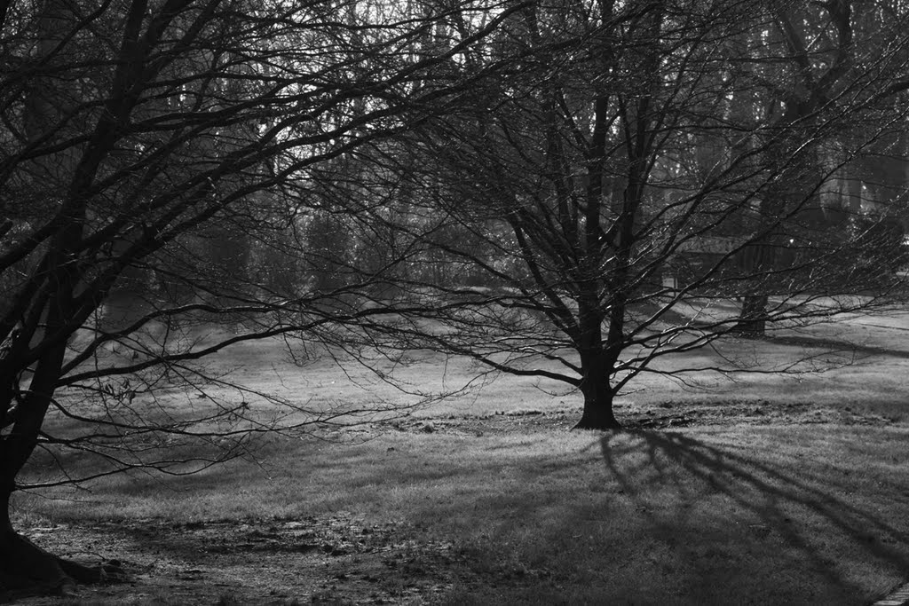 Ombre et lumière au Parc Montsouris by Francois Dehame