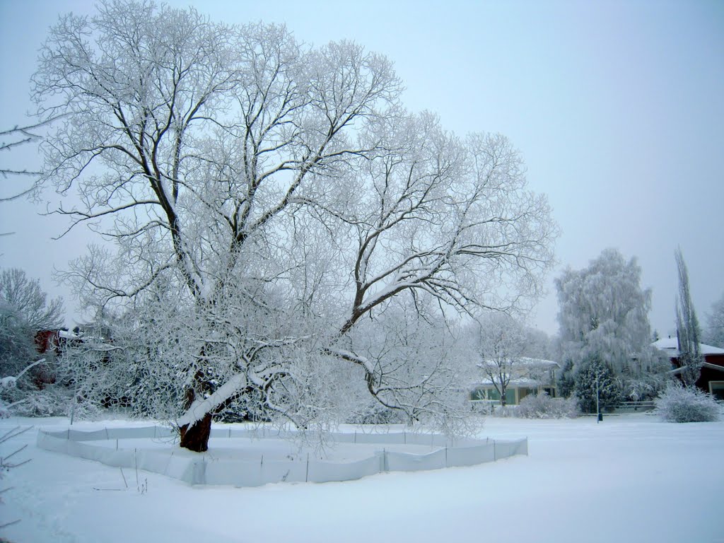 The big tree in Härkäpuisto by Petteri Kantokari