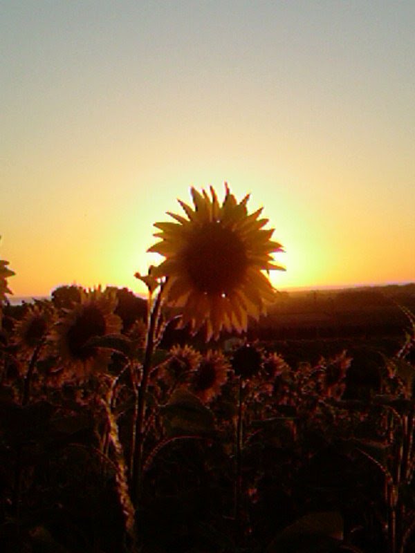 Sunflowers at sunset by Kat-Puss