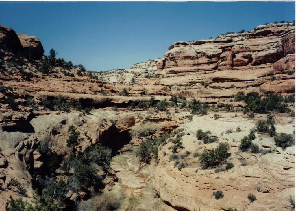 Road Canyon -Cedar Mesa UT by swdayhiker