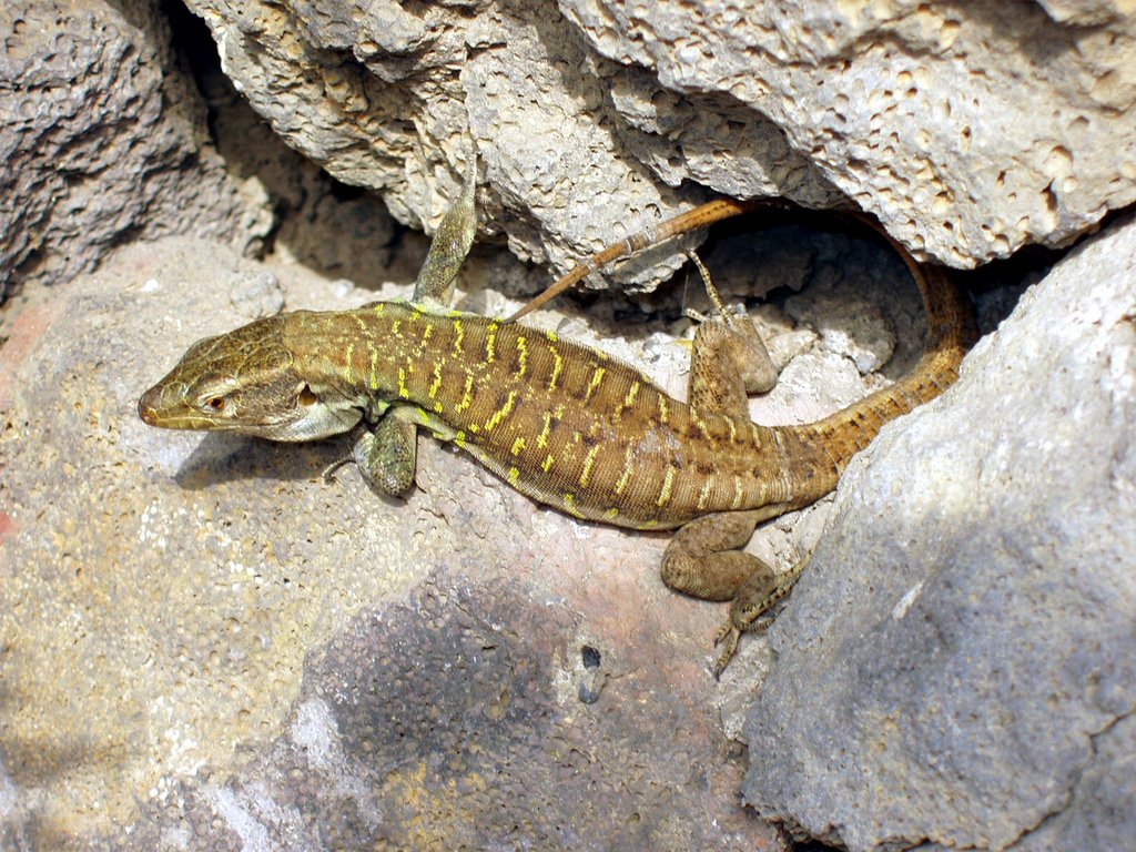 El Lagarto Tizón - Ciudadano de Tenerife by José Sánchez Morillo