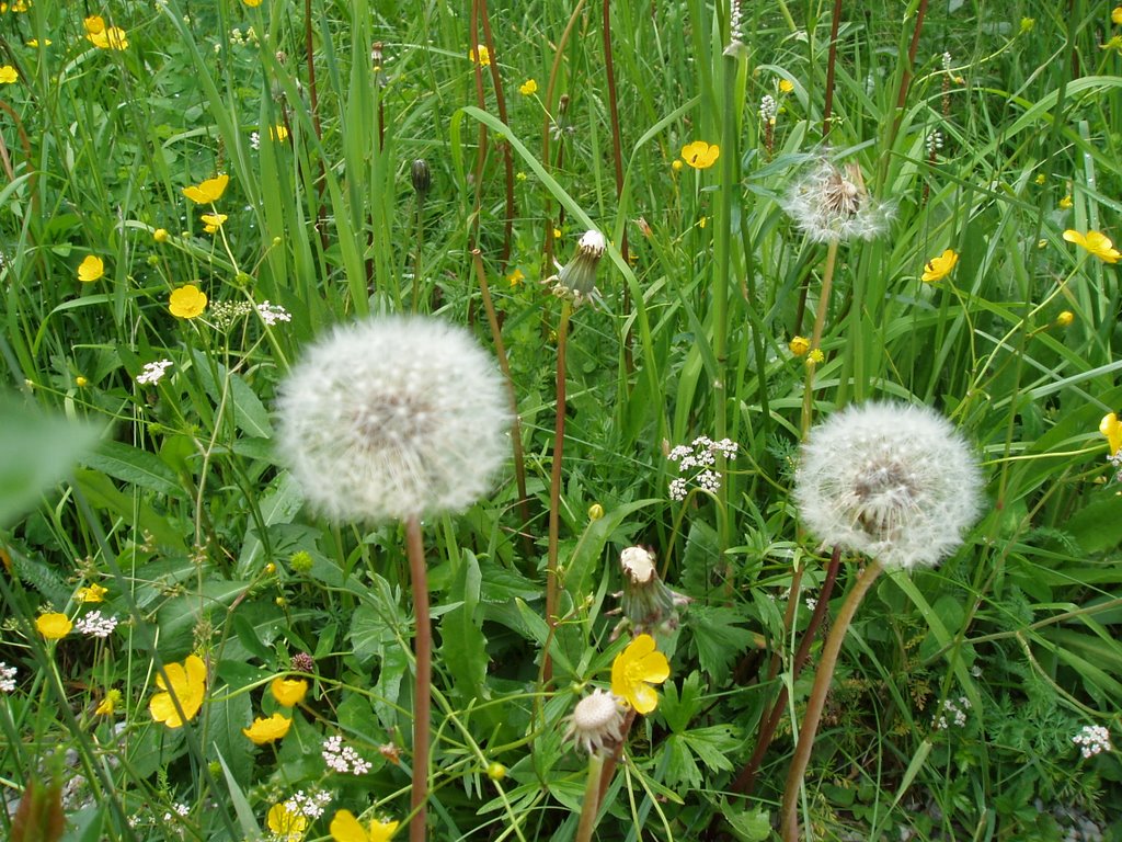 Dandelion, Fischleintal, Dolomiti, Italy by Anne Wiese