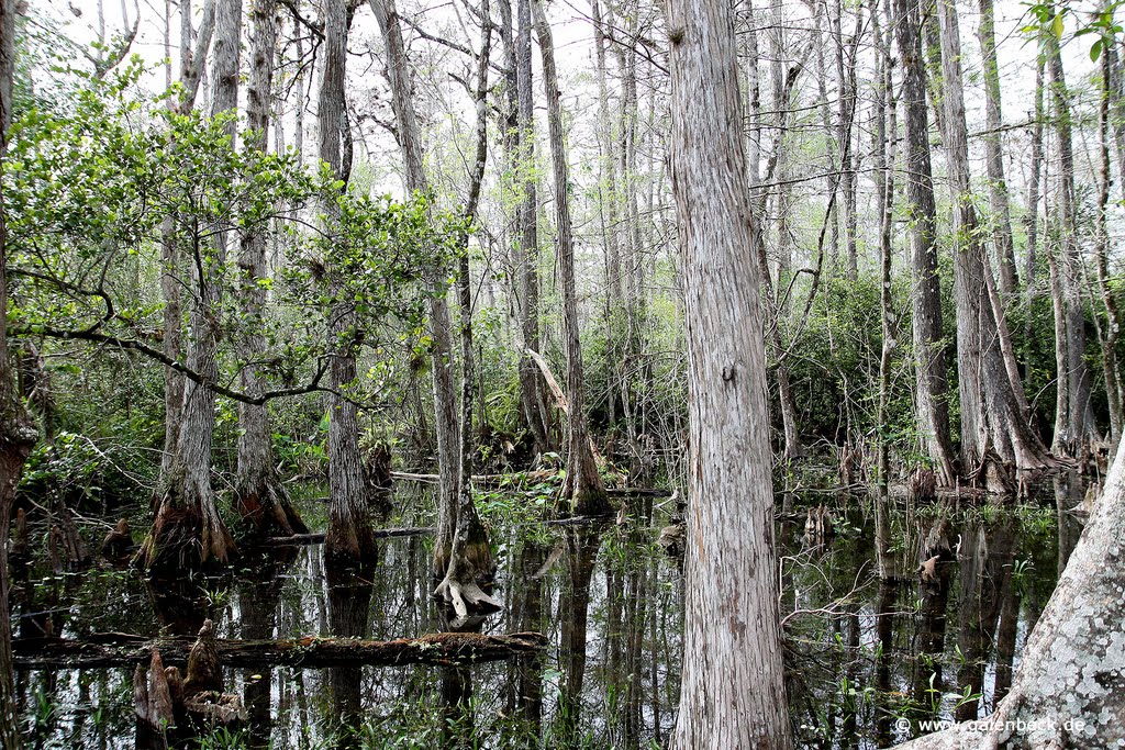 Big Cypress Gallery Trail by www.galenbeck.de