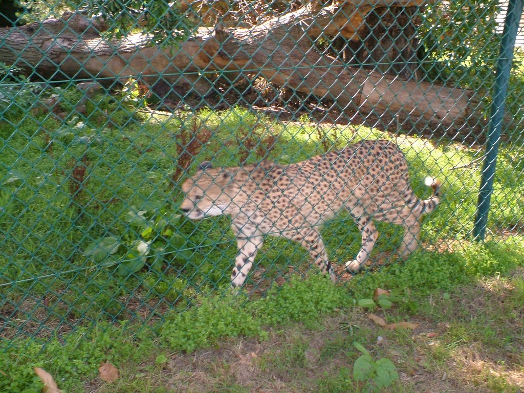 Fota Wildfile Park's leopard by Alan Larkin