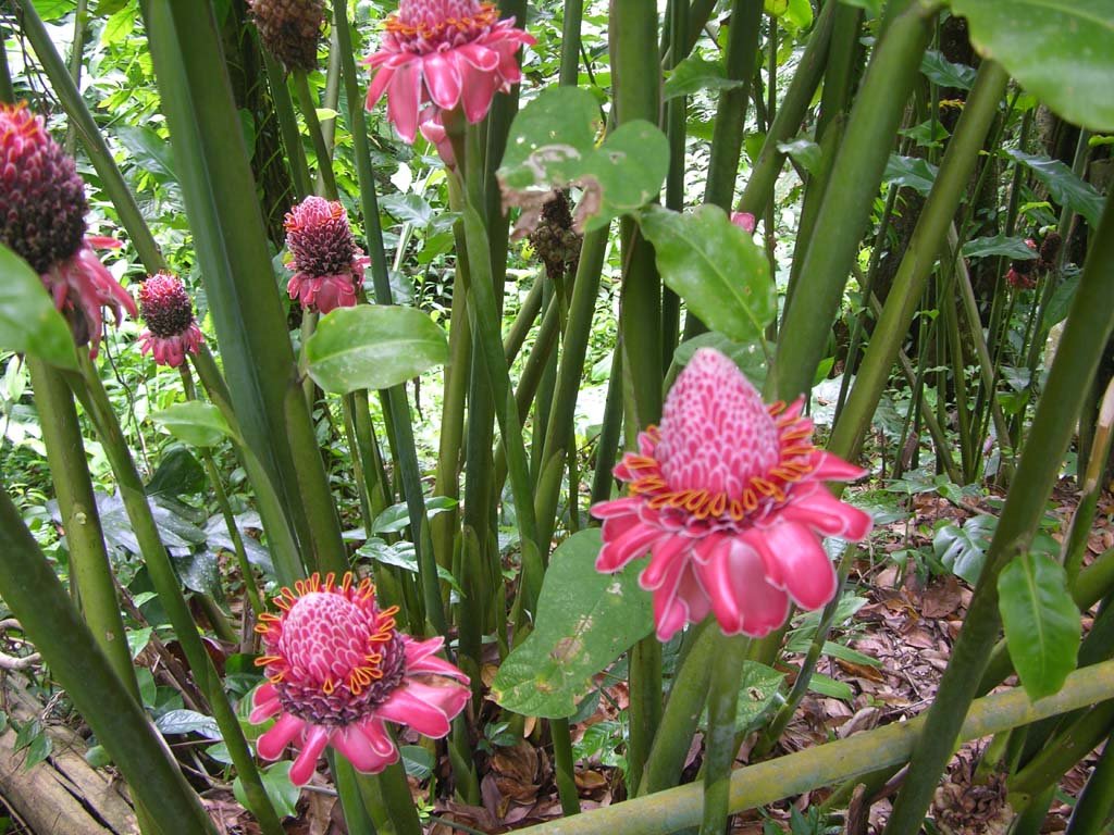 La forêt de Rose de Porcelaine, ma fleur préférée by Hillion