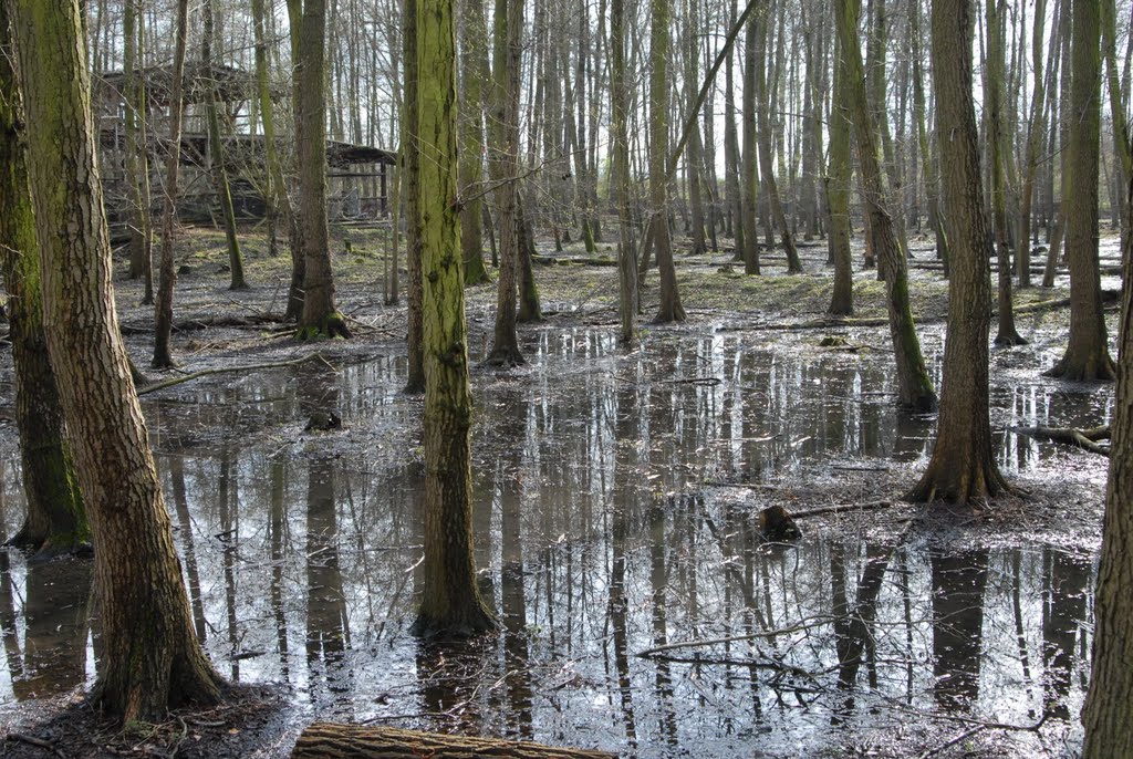 Wildpark LU-Rheingönheim - Hochwasser by Andreas-Müller - NO VIEWS