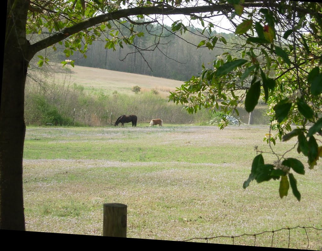 Horses, Fields and Flowers by RamblingMike