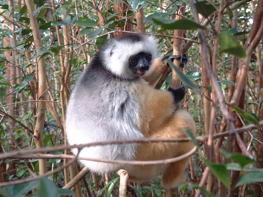 Madagascar - Lemurien by Christian Baume