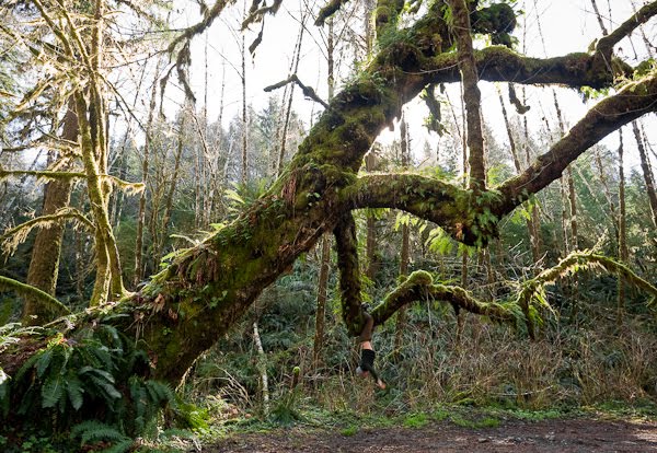 Dinosaur Maple by Ancient Forest Alliance