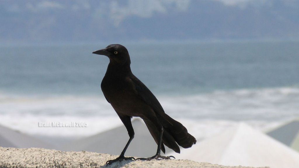 Mexican Crow by Brant