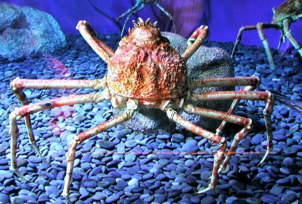 Spider crab, Long Beach Aquarium by Flett