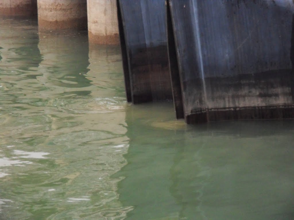 China, Shenzhen, Shekou - Coastal Rose Garden, Source of Bad Smell - Raw Sewage into Shenzhen Bay by paulprengel