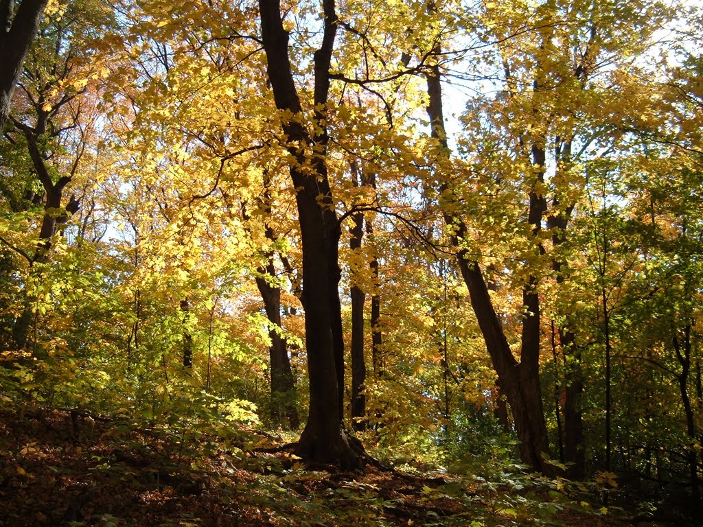 Oct 2006 - Minneapolis, Minnesota. Fall at Roberts Bird Sanctuary in Lyndale Park. by BRIAN ZINNEL