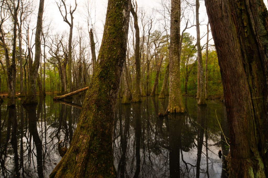 Tupelo-Baldcypress Swamp by JJNich44