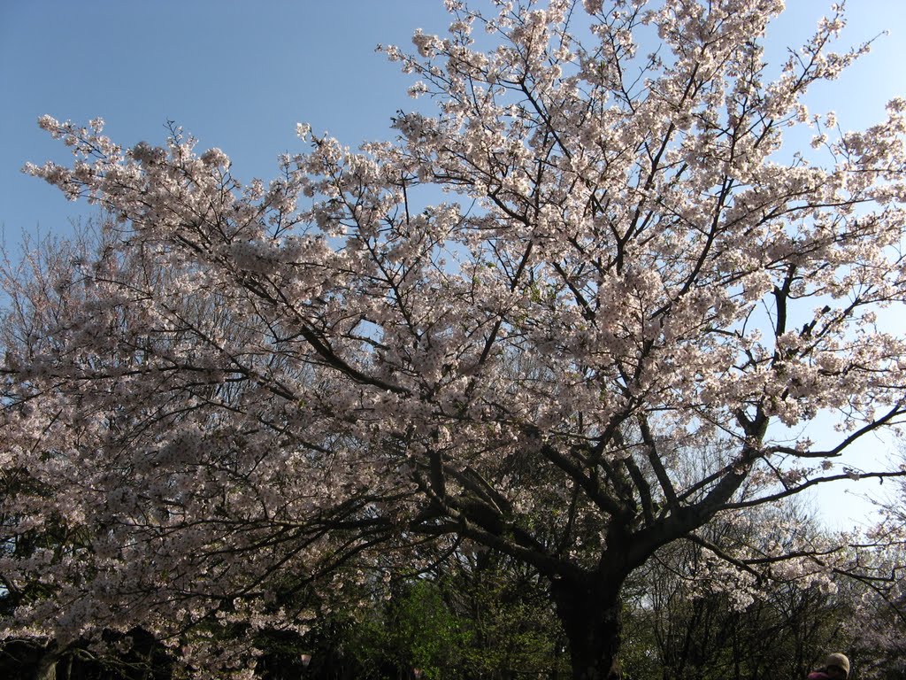 Sakura (Hamamatsu Castle) by とま