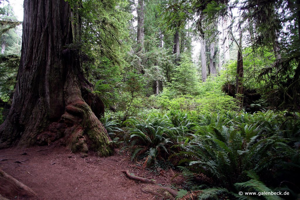 Jedediah Smith Redwood State Park by www.galenbeck.de