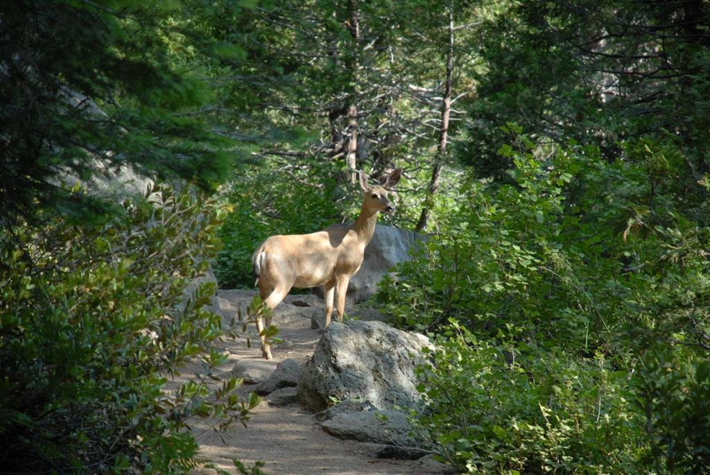 I've met friendlier deer... by pelesl