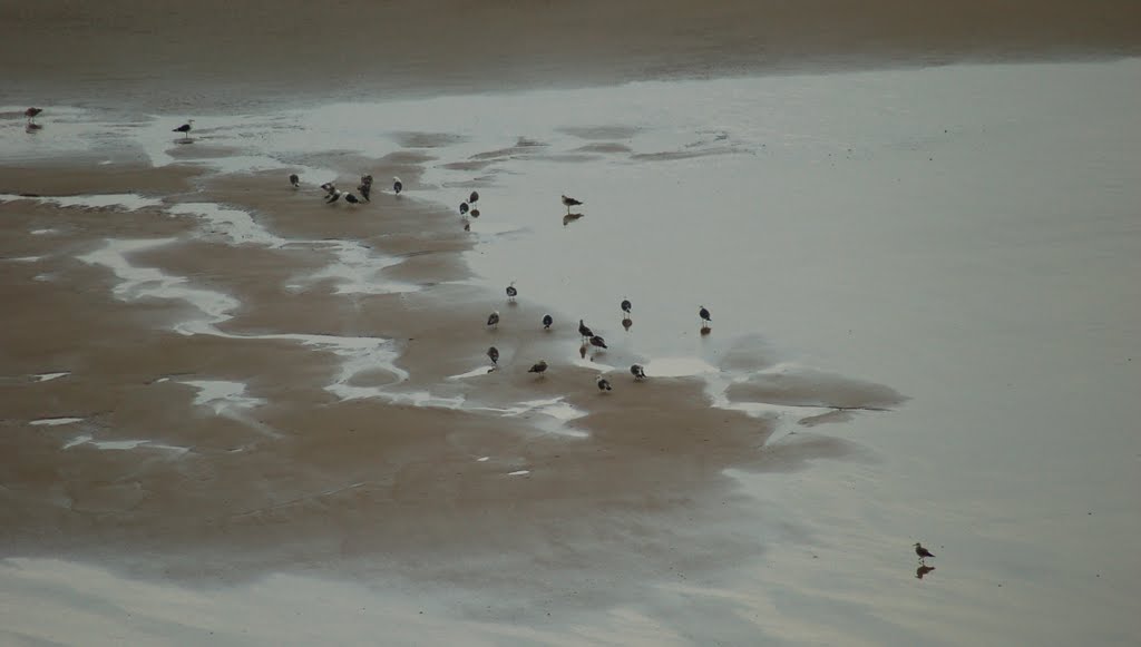 Gaviotas en la playa by eugalda