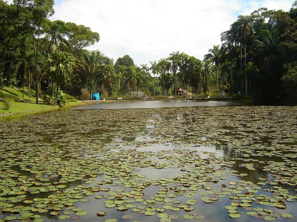 Jardim Botânico de São Paulo by xkitamura