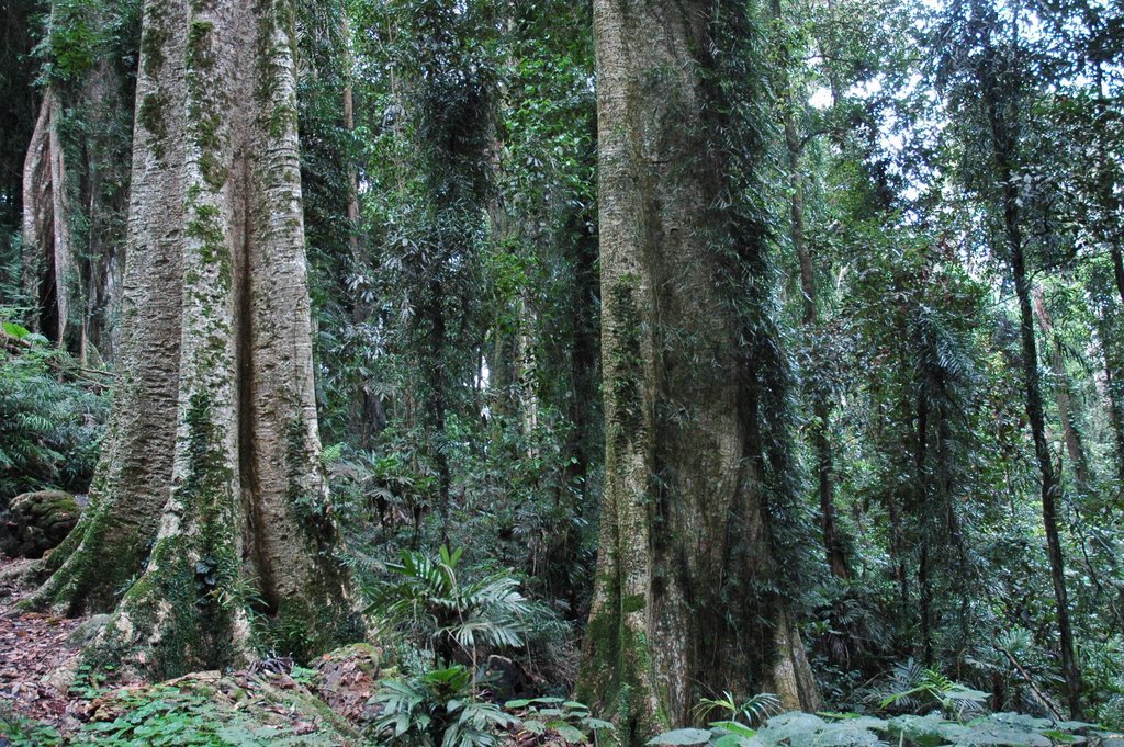 Dorrigo Rainforest by miro59