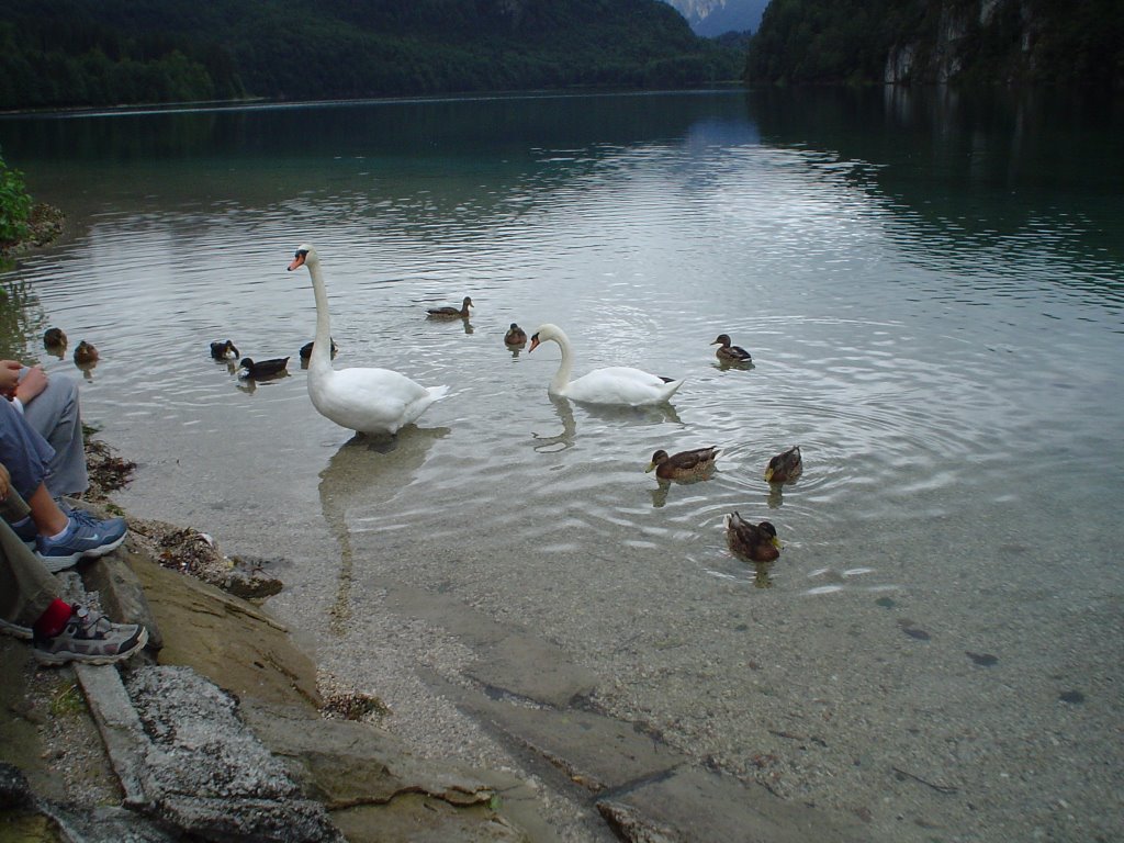 0254-2108-Cisnes-LagoEmHohenschwangau by Dino Rogério Padilha