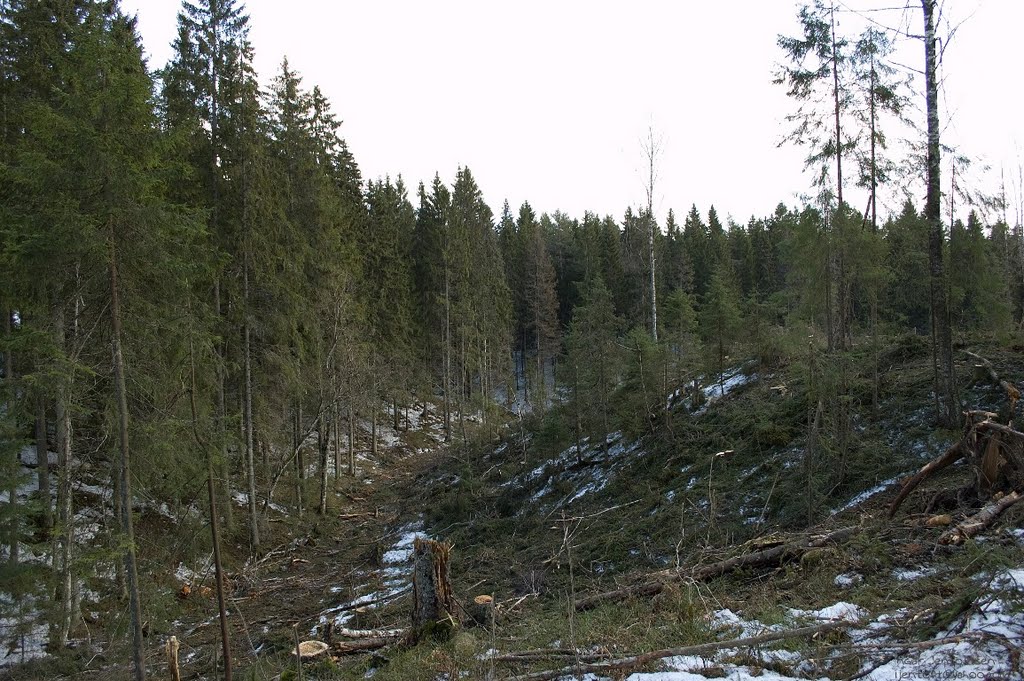 Tømmerhoggst i Vilbergfjellet by IngarJ