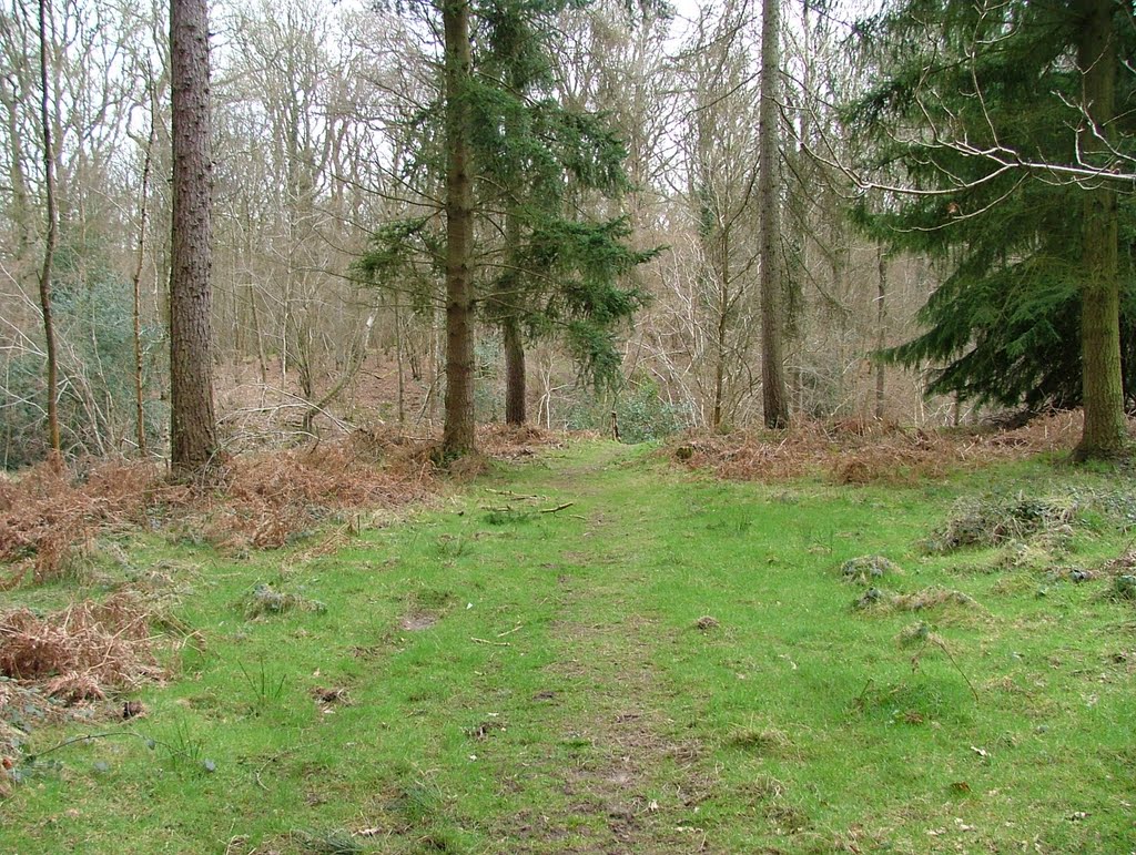 Ashford Hill woodland walk by SBower