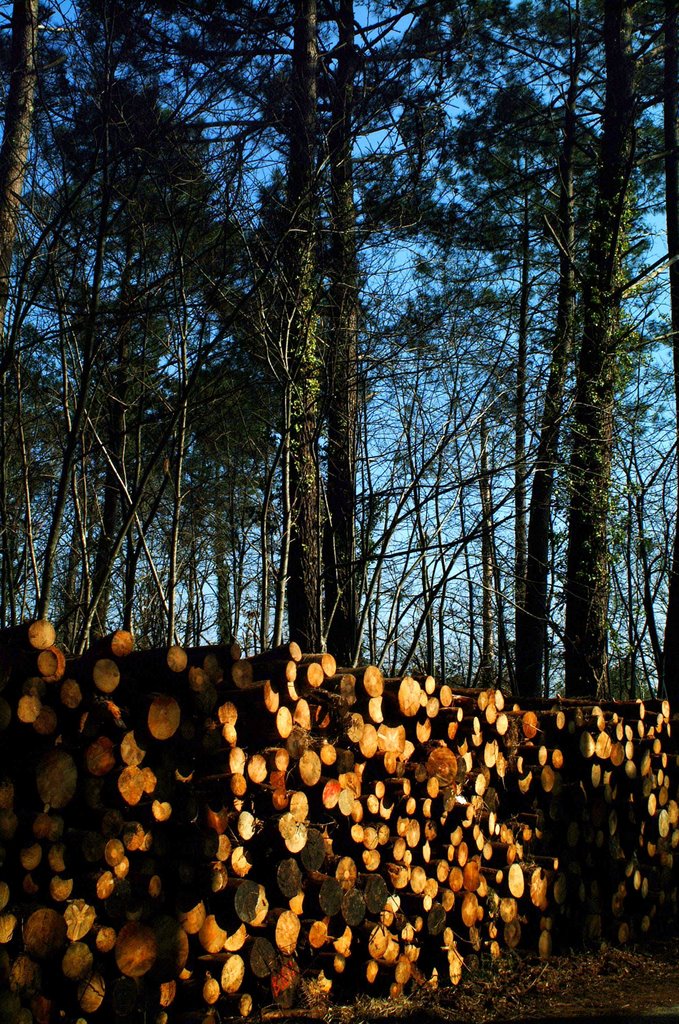 Pin des Landes by FranCk Cazaux