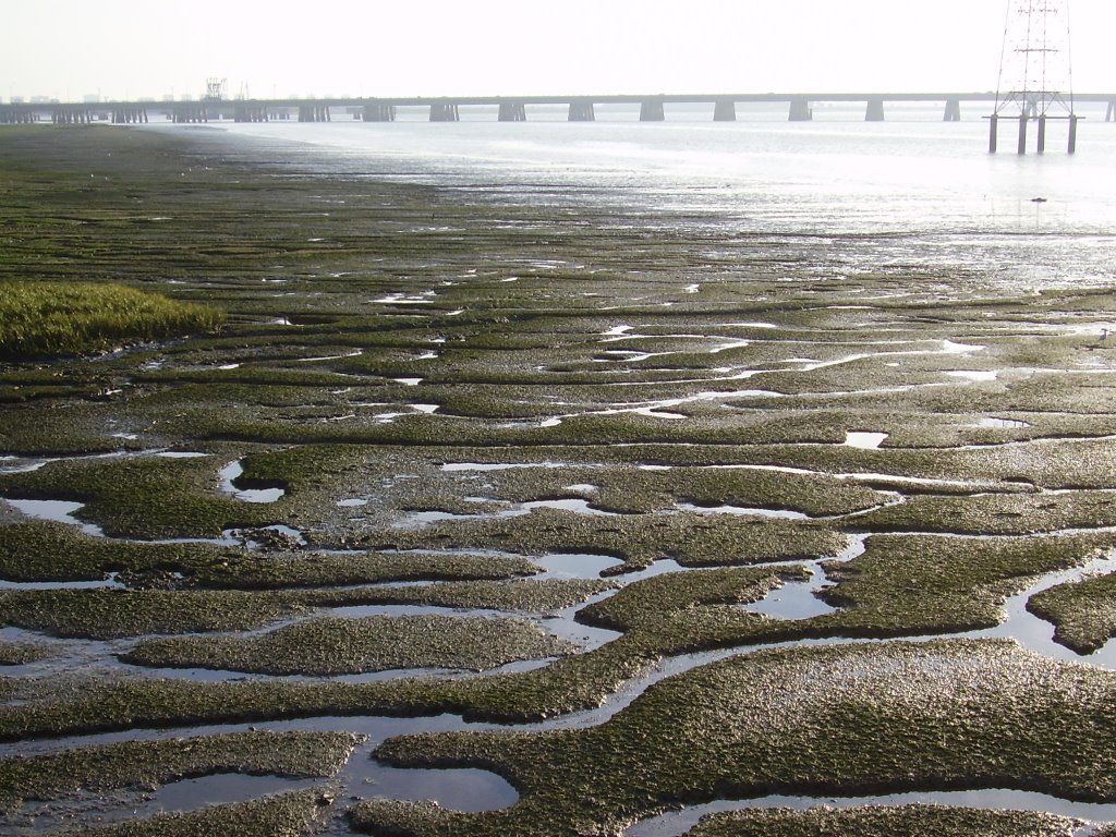 Vistas desde el Muelle de la reina (Marismas de Huelva) by Alicia Serrano