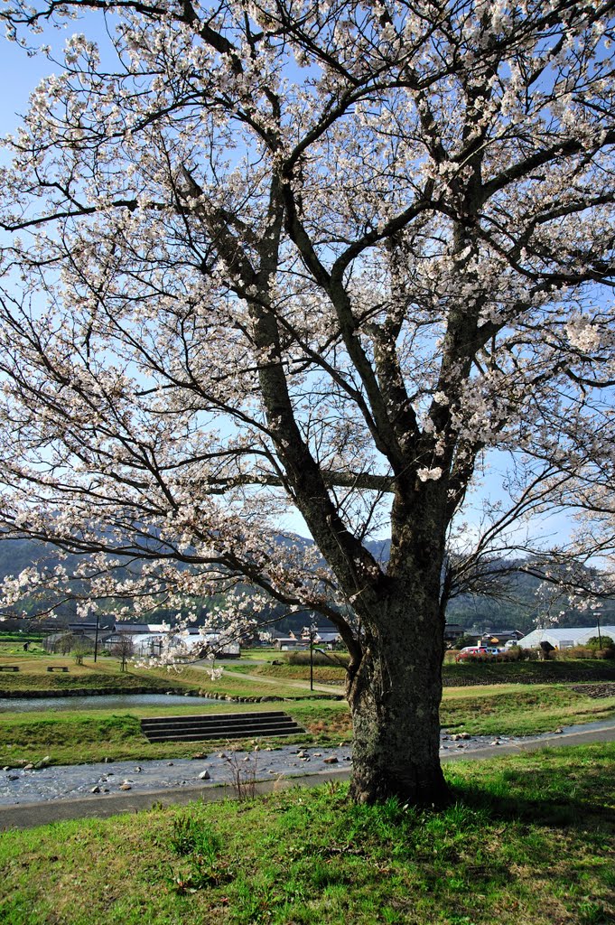 桜 by Ryoji Nishigaki